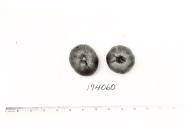 Click for 1 image(s) for this accession. FRUIT